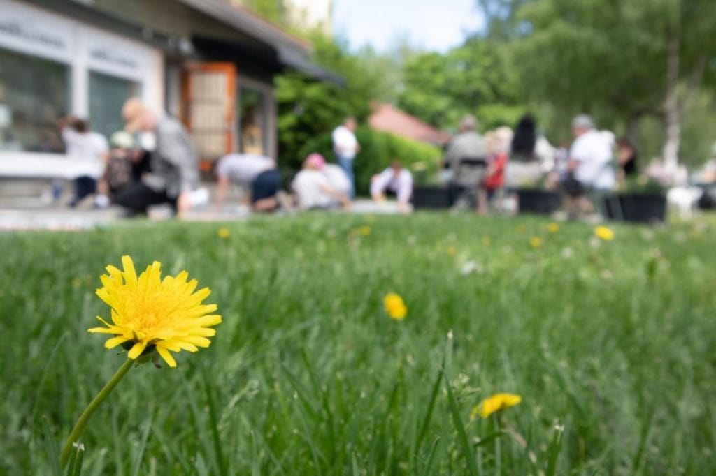 Valokuva. Kesäinen tunnelma. Nurmikkoa ja voikukka. Taka-alalla nuoria henkilöitä.