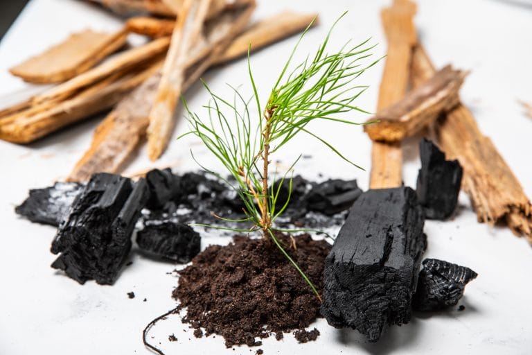 Puuntaimi biohiilikasvualustalla, taustalla puumateriaalia ja biohiiltä.