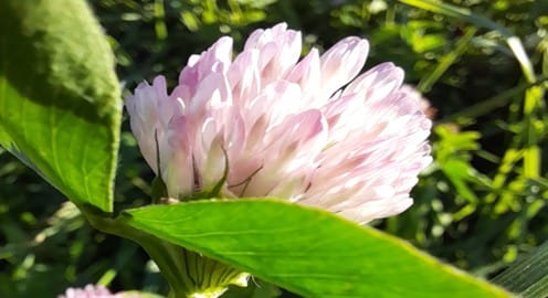 Vaaleanpunainen kukka ja vihreät lehdet lähikuvassa.