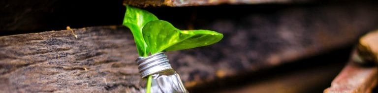 Kasvi kasvaa polttimosta.